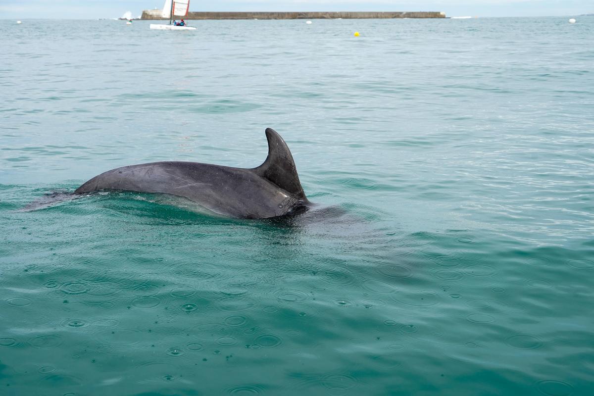 Grand dauphin dans la baie de Saint-Jean-de-Luz — côte basque