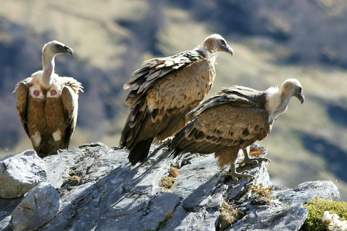 Vautour fauve en vol au-dessus du massif de la Rhune — Pays Basque